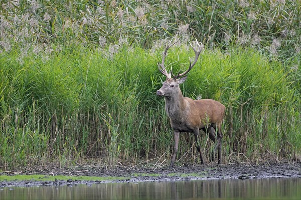 Solitary red deer