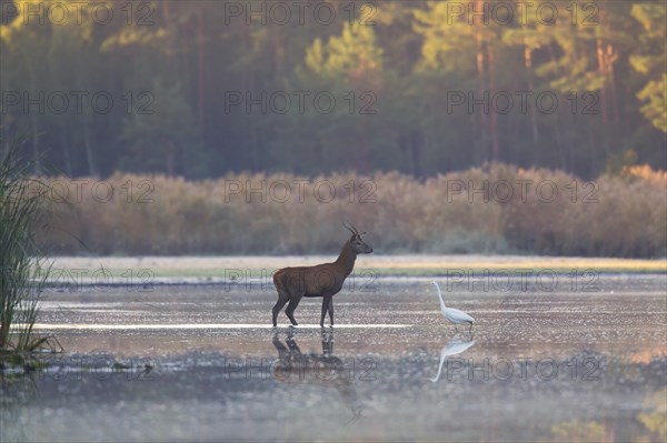 Solitary red deer