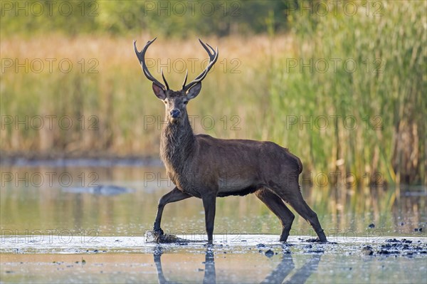 Solitary red deer