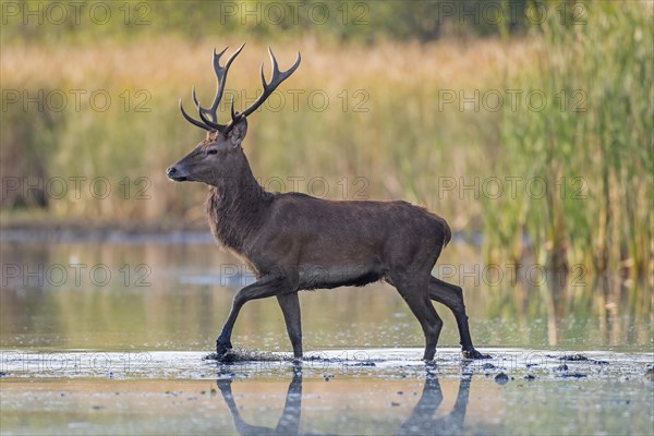 Solitary red deer