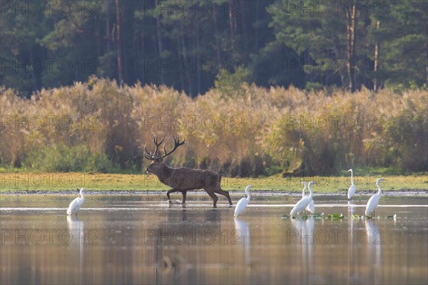 Solitary red deer