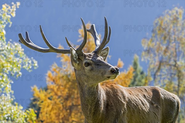 Close-up portrait of red deer