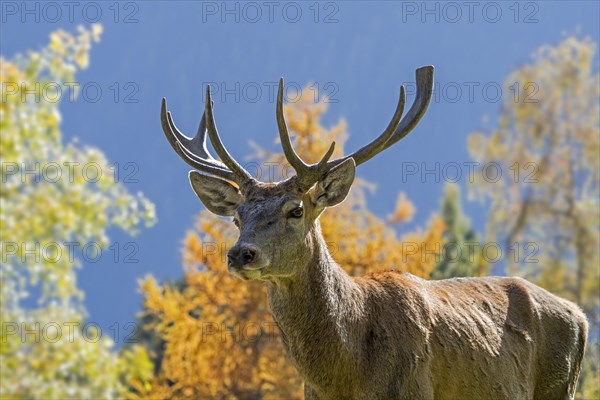 Close-up portrait of red deer
