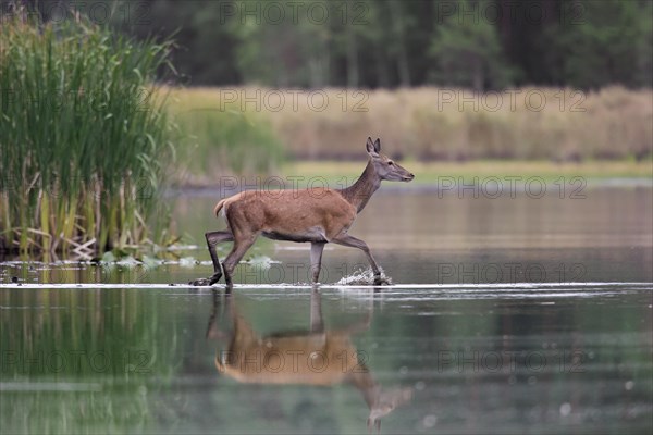 Red deer