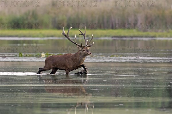 Red deer