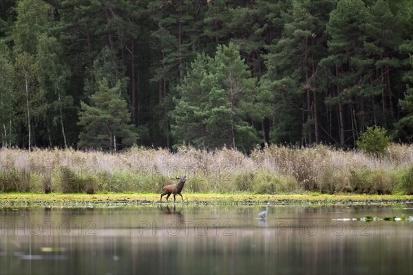 Red deer