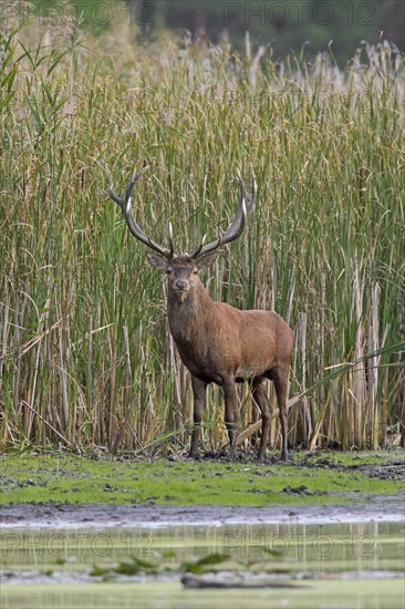 Red deer