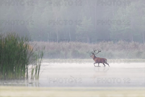 Red deer