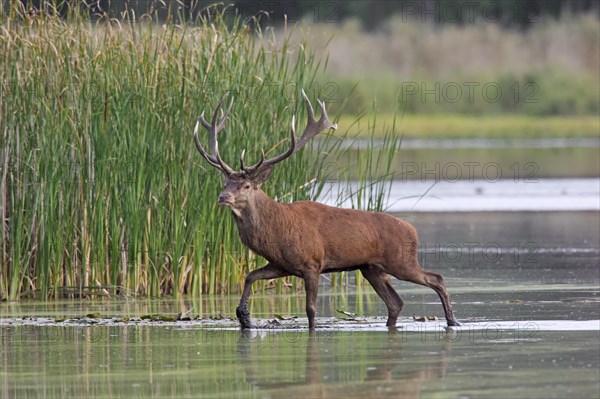 Red deer