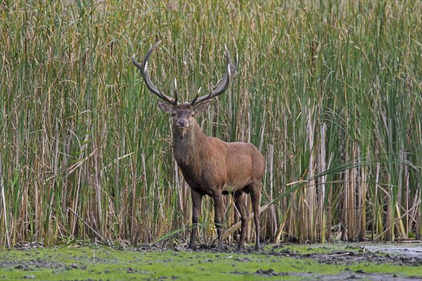 Red deer