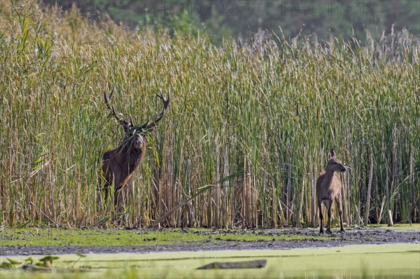 Red deer