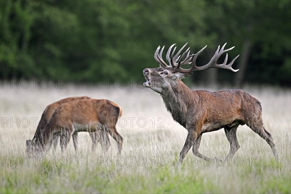 Red deer