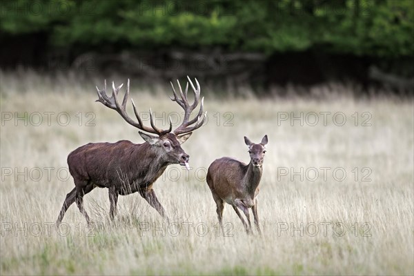 Red deer