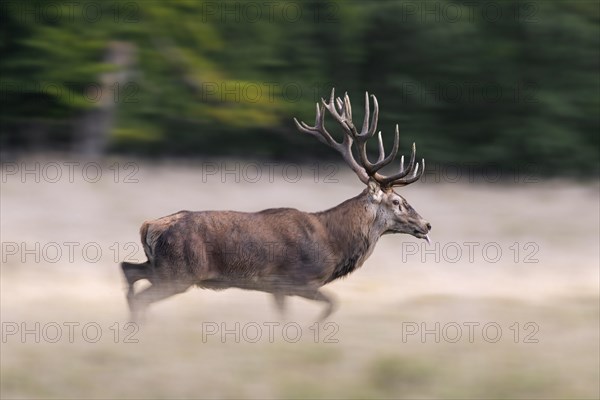 Red deer