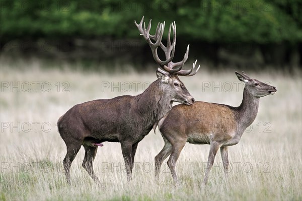 Red deer