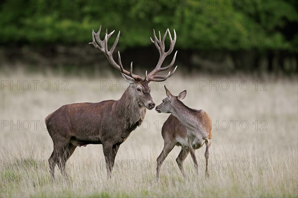 Red deer