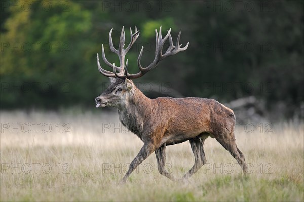 Red deer