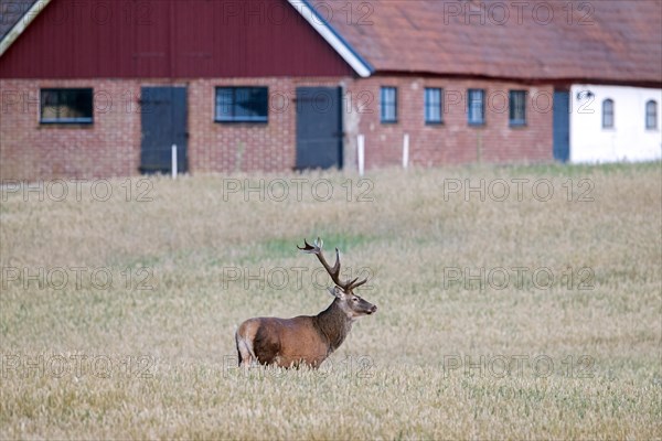 Red deer