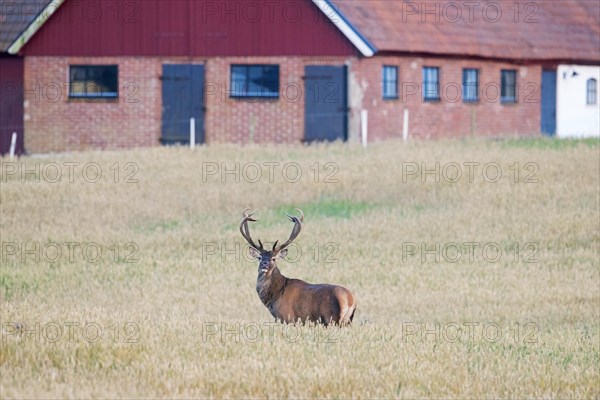 Red deer