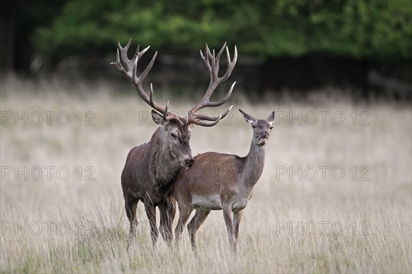 Red deer