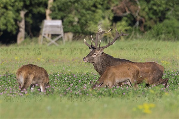 Red deer