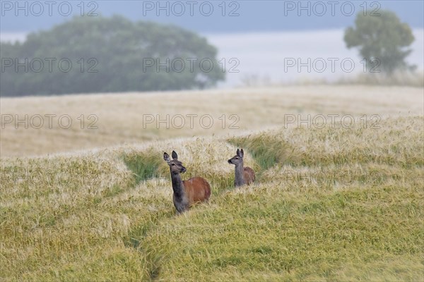 Red deer