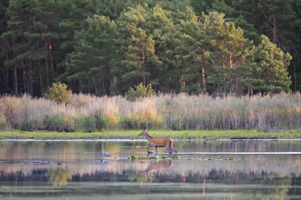 Red deer