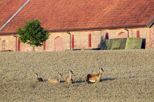 Red deer