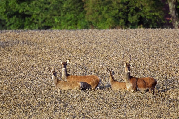 Red deer