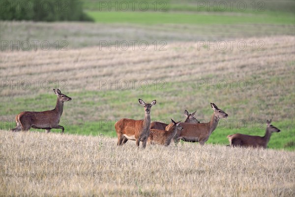 Red deer