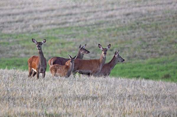 Red deer