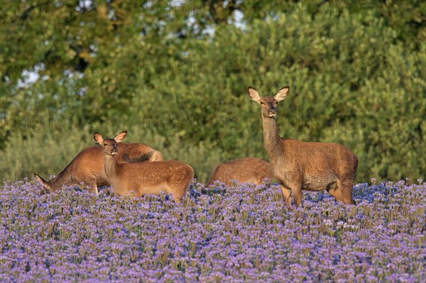 Red deer