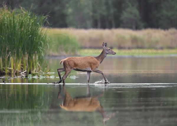 Red deer