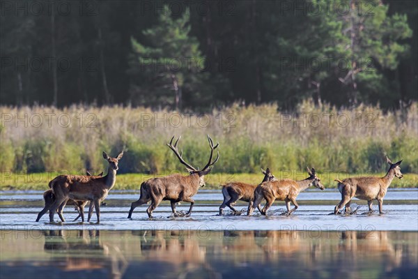 Red deer