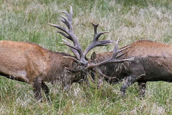 Two rutting red deer