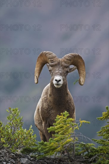 Bighorn sheep