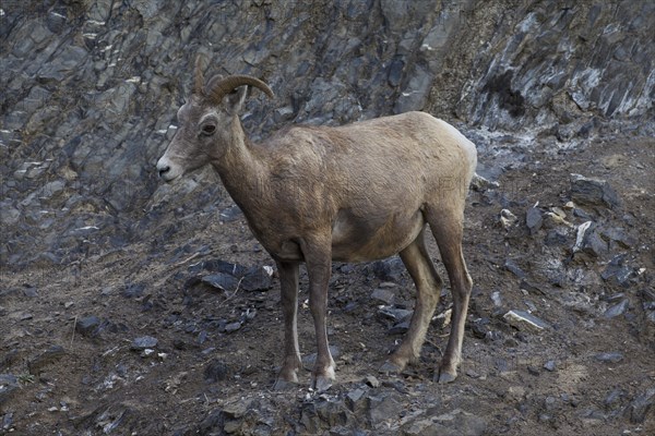 Bighorn sheep