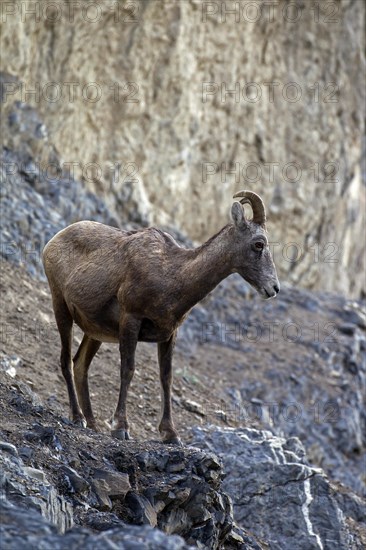 Bighorn sheep