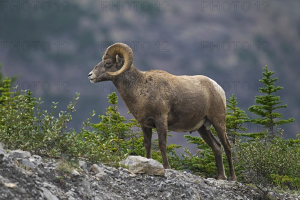 Bighorn sheep