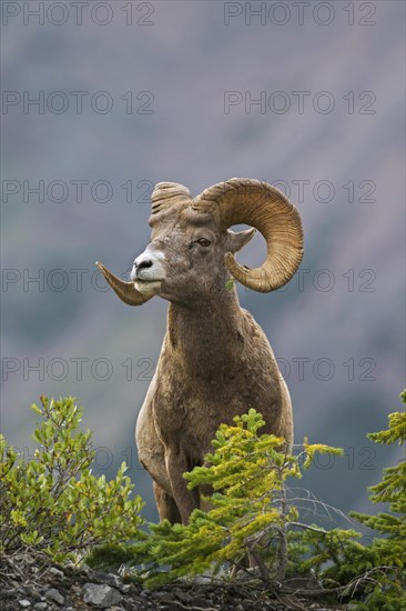 Bighorn sheep