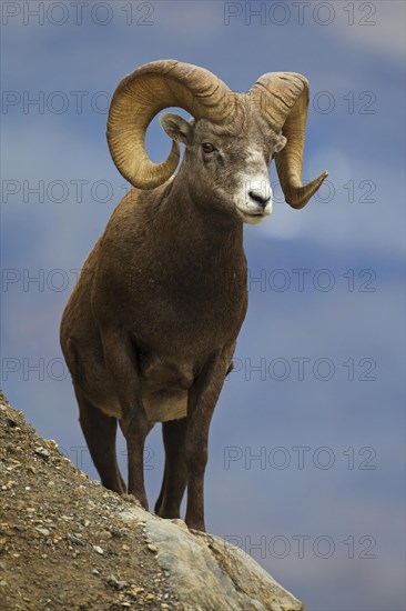 Bighorn sheep