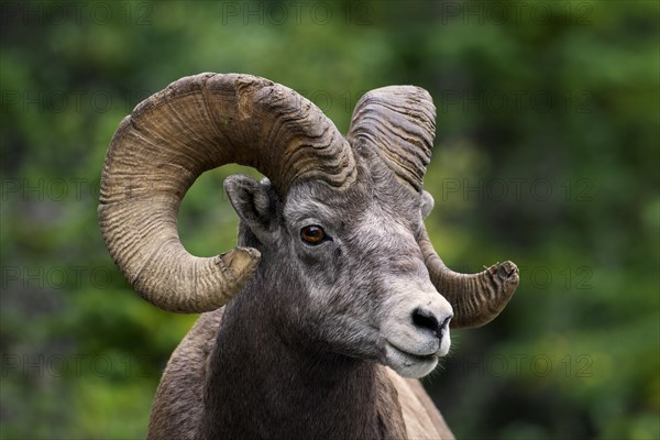 Bighorn sheep