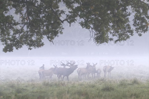 Red deer