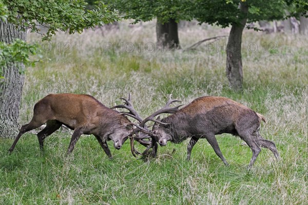 Two rutting red deer