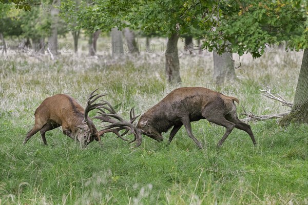 Two rutting red deer