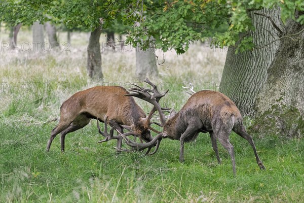 Two rutting red deer