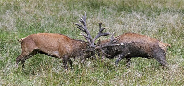 Two rutting red deer