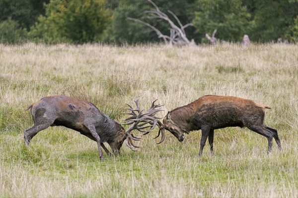 Two rutting red deer