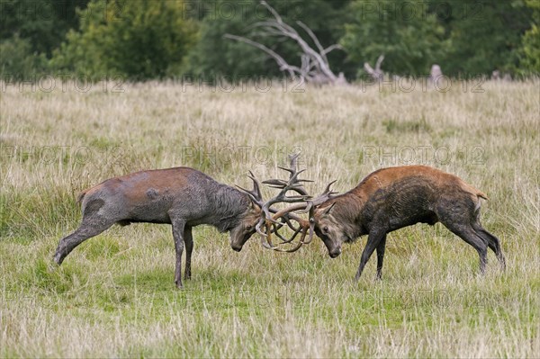 Two rutting red deer