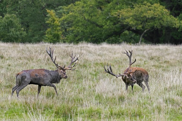 Two rutting red deer